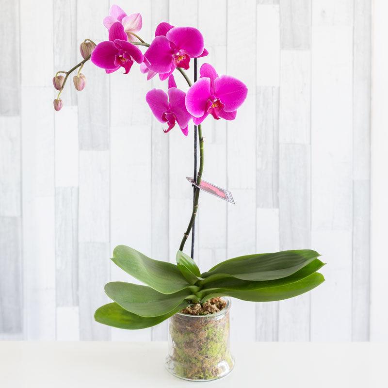 Coloured Phalaenopsis Orchid (out of stock)