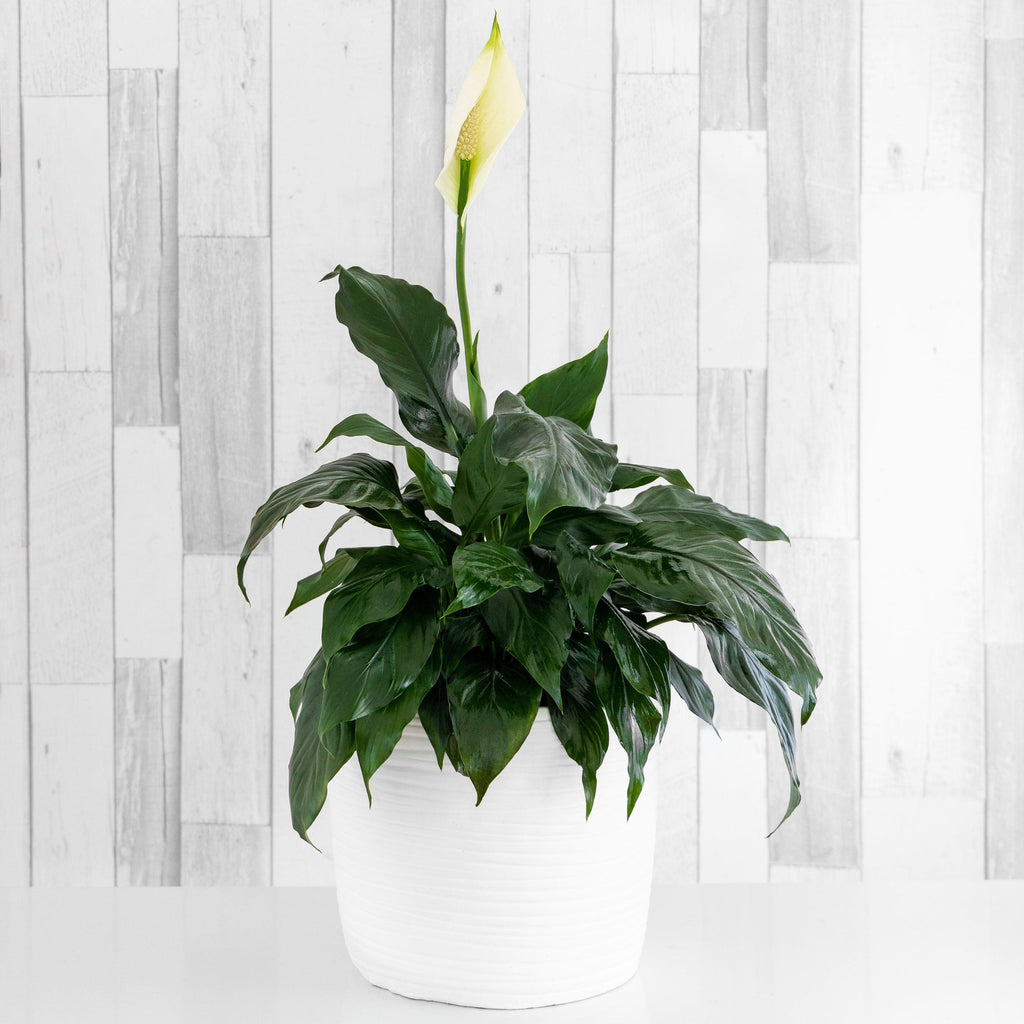 Potted Peace Lily SOLD OUT