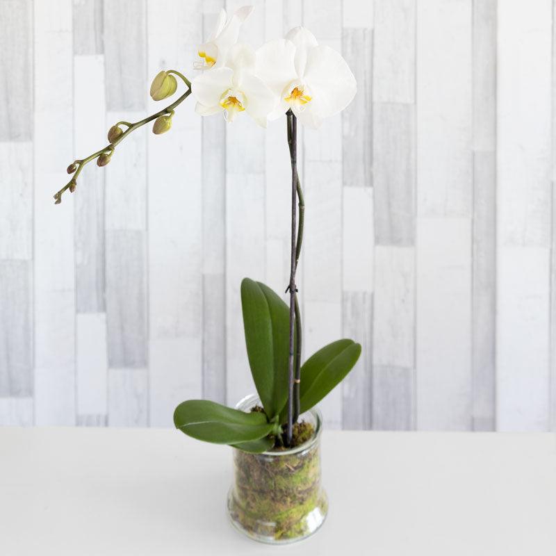 White Phalaenopsis Orchid Plant (Out of Stock)