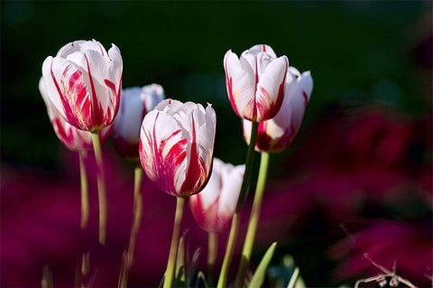 7 Facts About the Boldly Captivating Tulip Flower