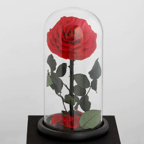Forever Roses: A Timeless Gift for Every Occasion