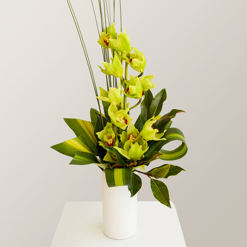 Cymbidium